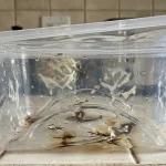 Adevărul despre plasticul în cuptorul cu microunde și de ce am trecut complet la sticlă adevarul-despre-plasticul-in-cuptorul-cu-microunde-si-de-ce.webp.webp