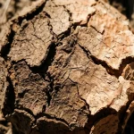 De ce această zonă specifică indică deshidratare? de-ce-aceasta-zona-specifica-indica-deshidratare.webp.webp